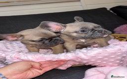 French Bulldog dogs for sale: French buldogs - Image 2