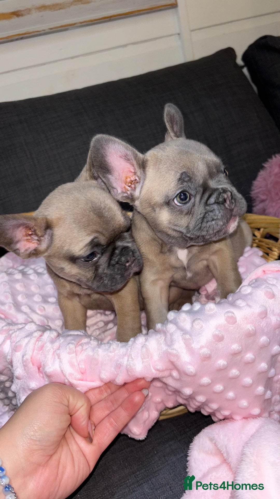 French Bulldog dogs for sale: French buldogs - Image 2