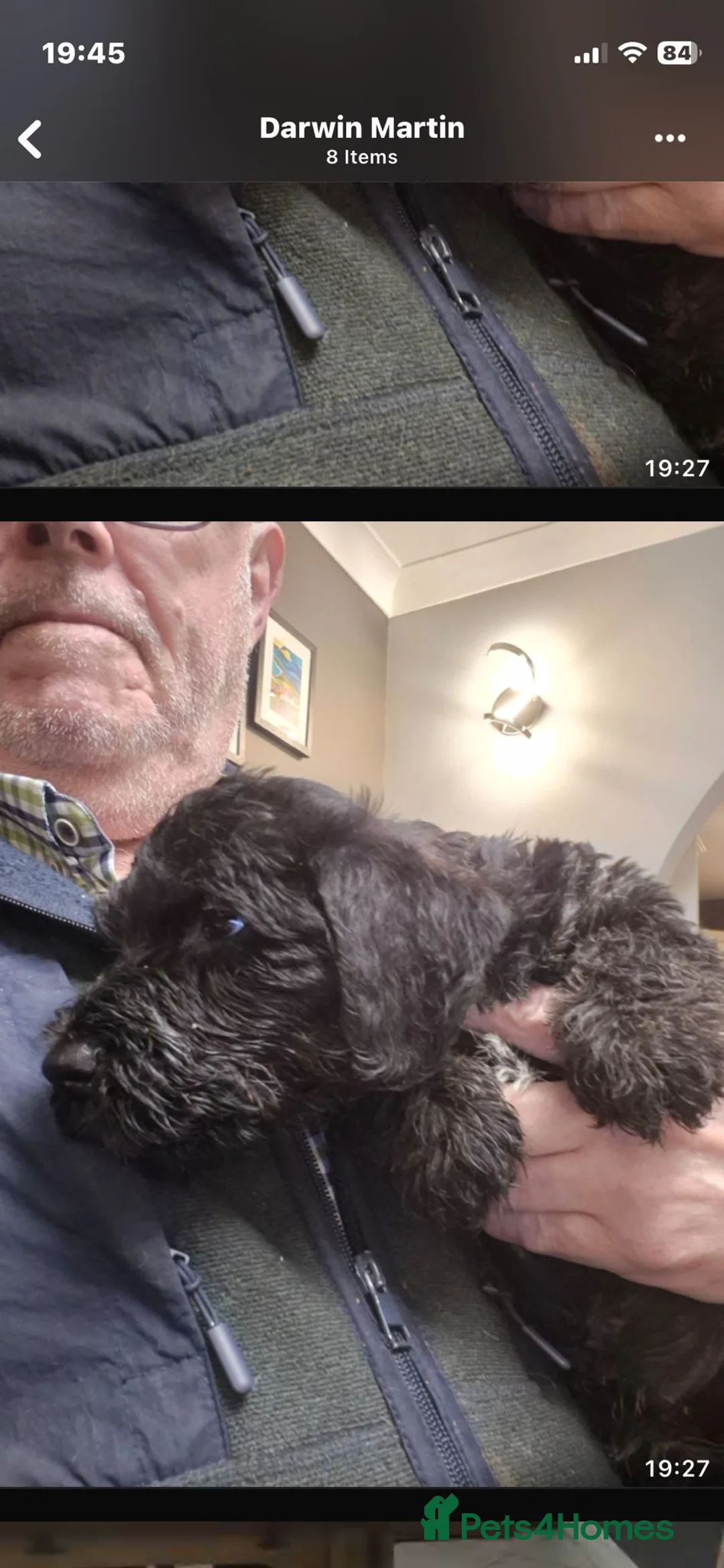 Cesky Terrier dogs for sale: One fab cesky girl for sale - Advert 2