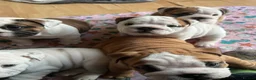 English Bulldog dogs for sale: English bulldogs - Advert 16