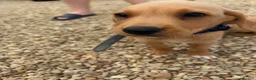 Labrador Retriever dogs for sale: Labrador puppies ready to leave! - Advert 27