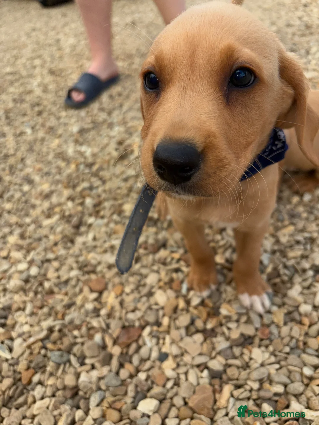 Labrador Retriever dogs for sale: Labrador puppies ready to leave! - Advert 27