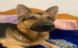 German Shepherd dogs for sale: german shepard  - Image 4