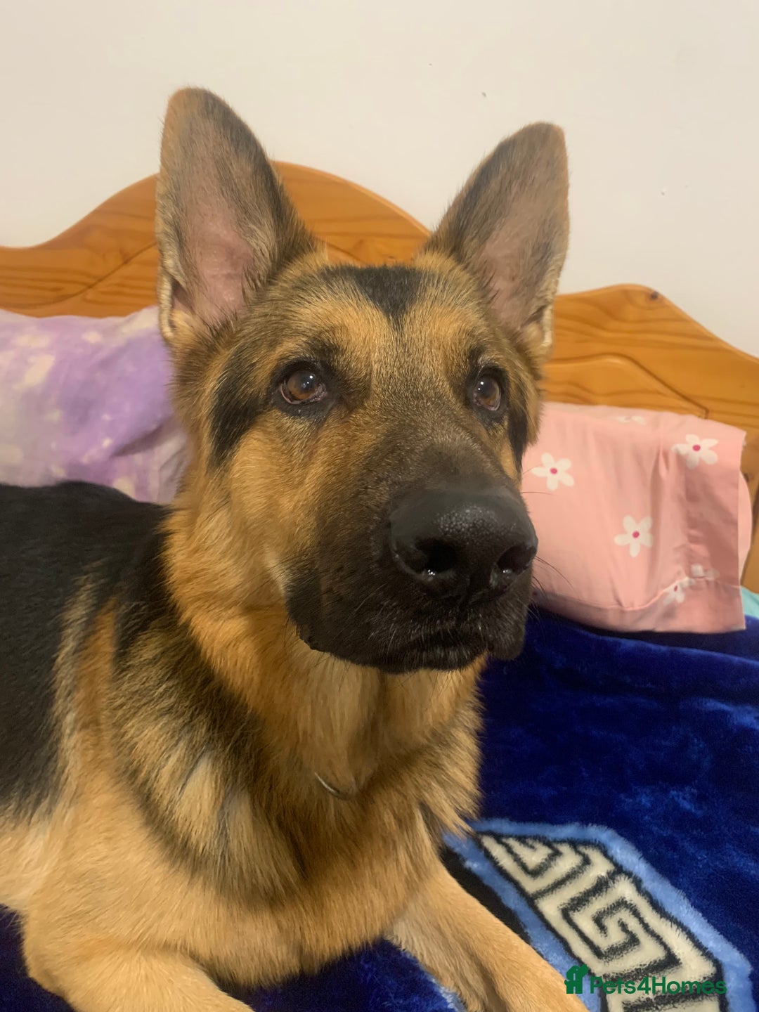 German Shepherd dogs for sale: german shepard  - Image 4