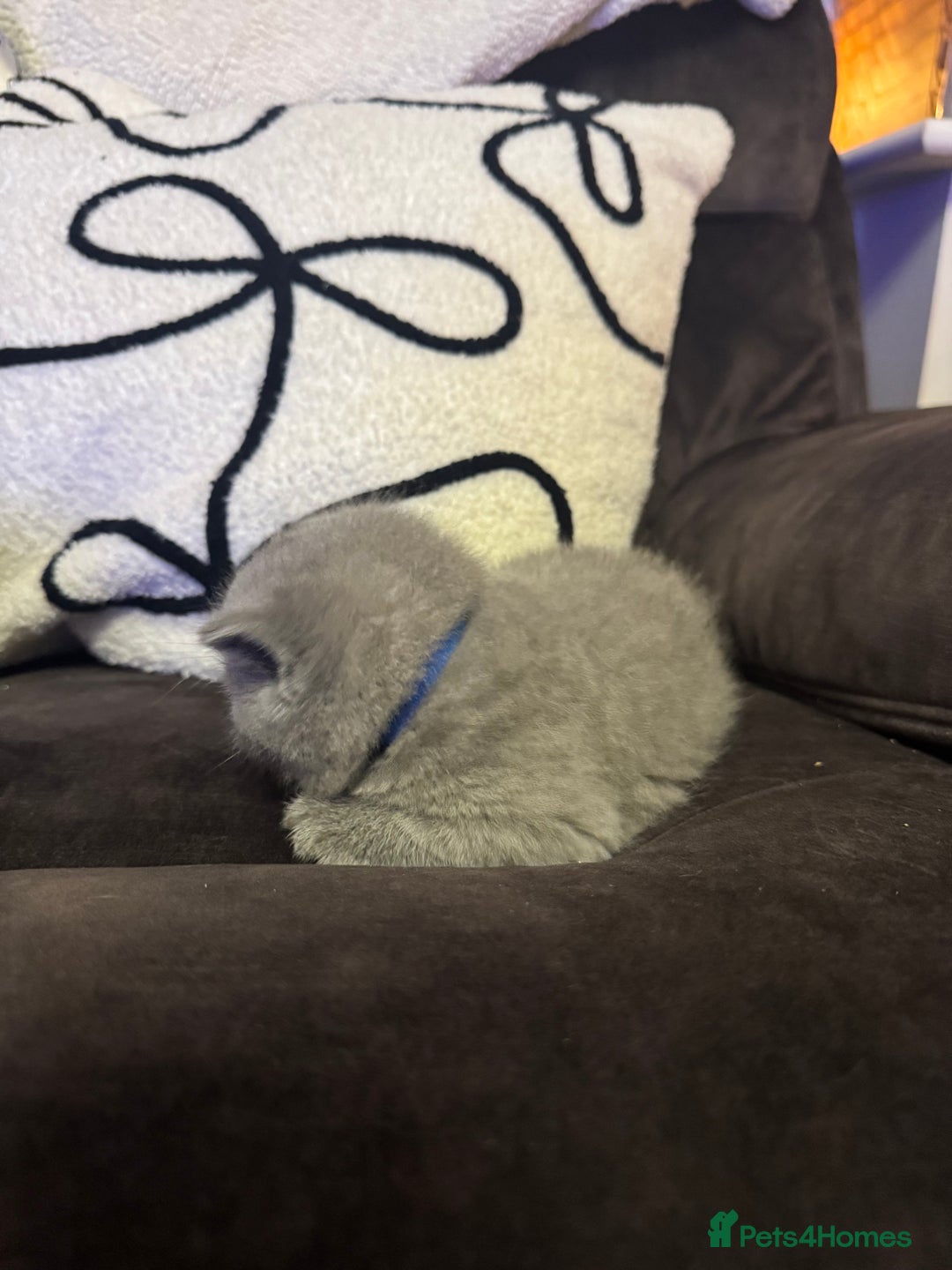 British Shorthair cats for sale: British Shorthair Kittens For Sale - Advert 8