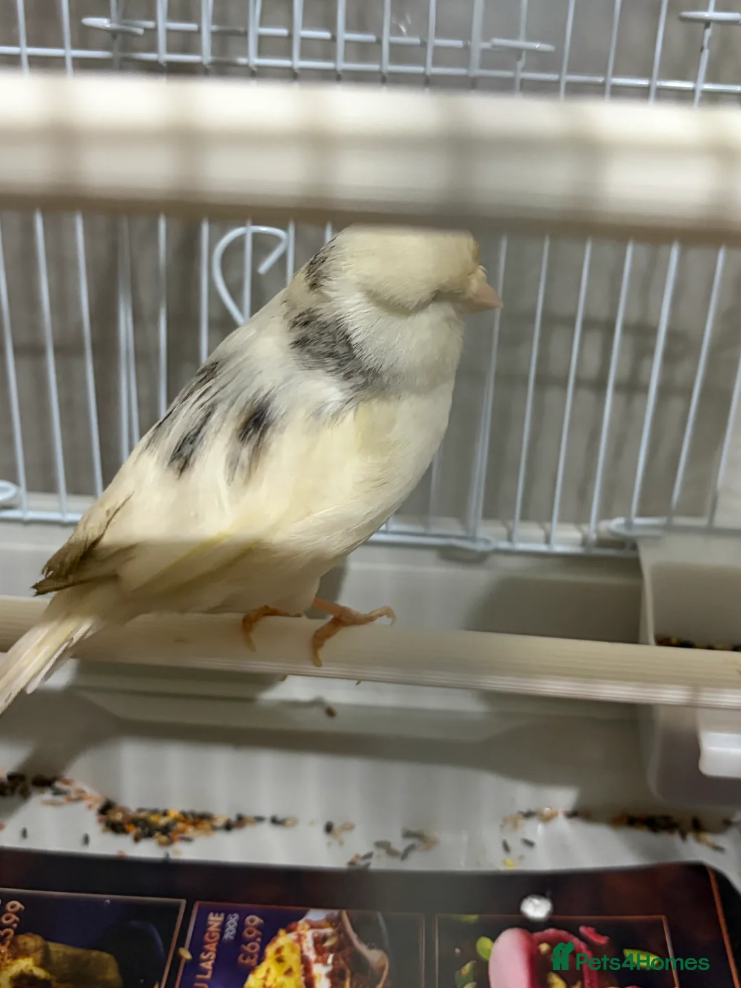 Canaries birds for sale: Mix selection of canaries Norwich/Border  - Advert 21