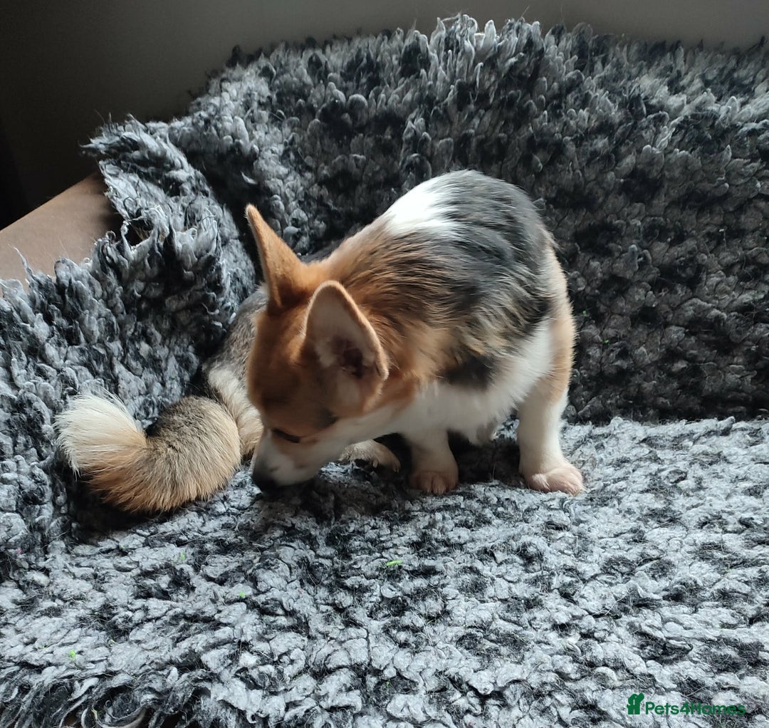 Welsh Corgi Pembroke dogs for sale: Welsh Corgi (Pembroke) - Advert 3