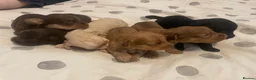 Mixed Breed dogs for sale: Cockapoo cross pups - Advert 15