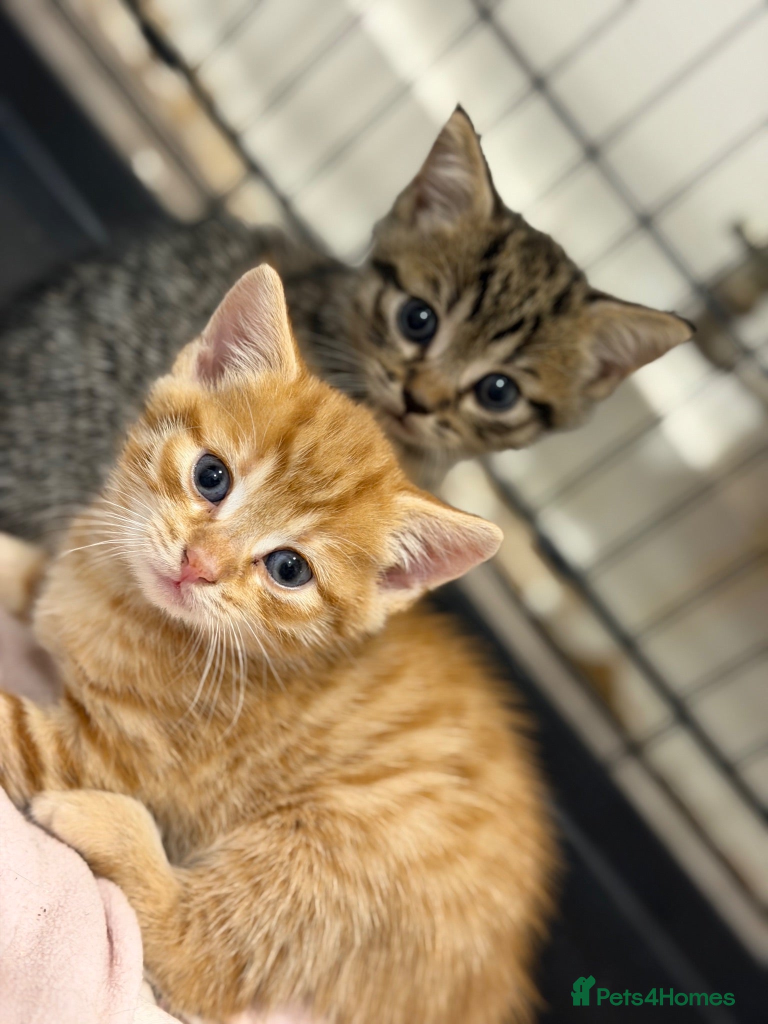 Mixed Breed cats 2 beautiful male kittens (Ready to leave 15/08) - Advert 1