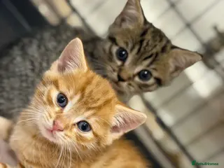 Mixed Breed cats 2 beautiful male kittens (Ready to leave 15/08) - Advert 1