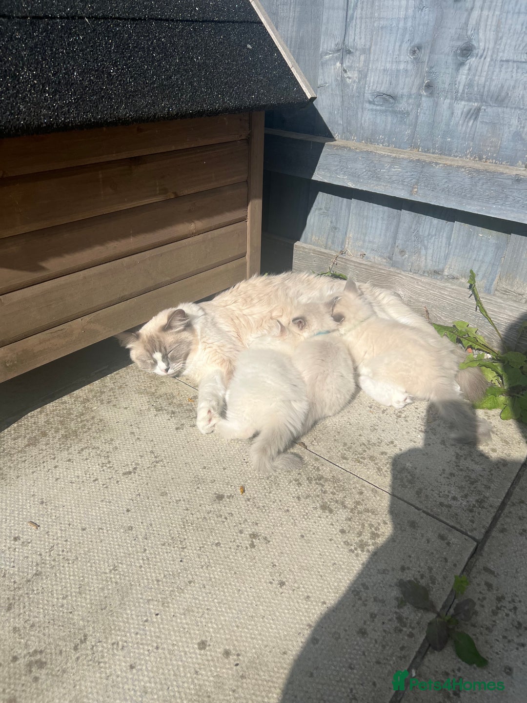 Ragdoll cats for sale: 3 Pure Ragdoll kittens and their mum  - Image 14