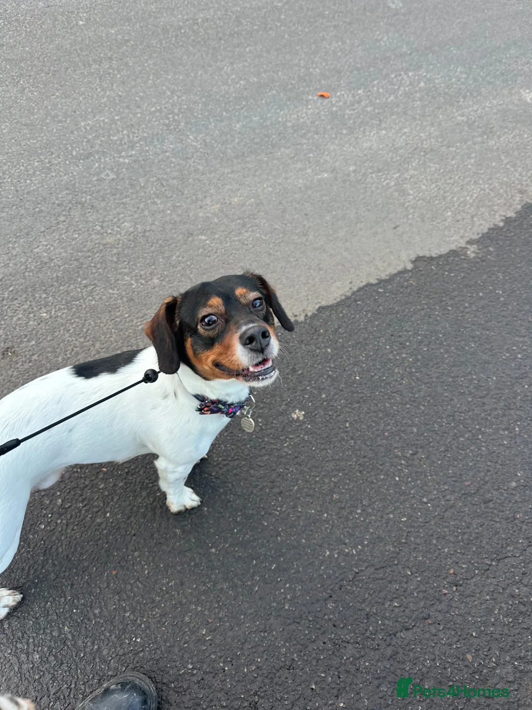 Mixed Breed dogs for sale: Looking for his forever home  in Sittingbourne - Advert 1