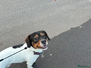 Mixed Breed dogs Looking for his forever home - Advert 3