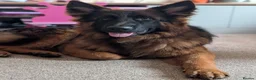 German Shepherd dogs for sale: Chase  in Uxbridge - Advert 5