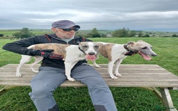Whippet dogs for sale: Beautiful KC Reg Whippet Puppies - Advert 31