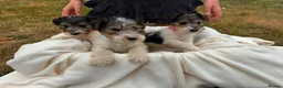 Fox Terrier dogs for sale: Fox Terrier Puppies For Sale  in Ashford - Advert 15