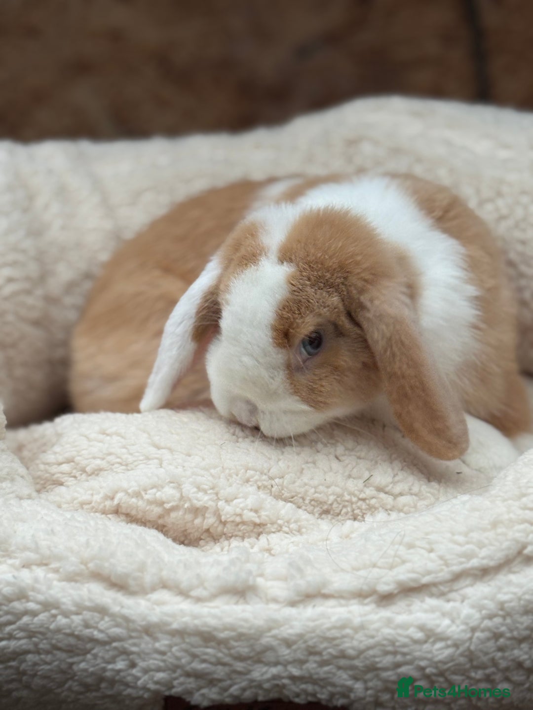 Mini Lop rabbits for sale: Stunning friendly boy, showline mini lop - Image 8
