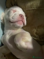 French Bulldog dogs - Advert 10