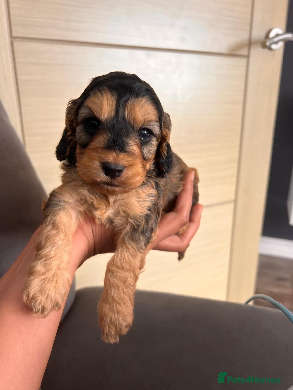 Cockapoo dogs F1 cockapoo only one boy available  - Advert 3