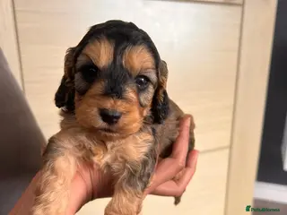 Cockapoo dogs F1 cockapoo only one boy available - Advert 3