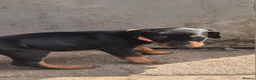 Dobermann dogs for sale: Dobermans Ready to Go. - Advert 18