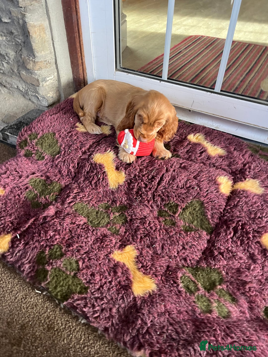 Cocker Spaniel dogs for sale: Health tested KC reg low co eff show type cockers - Advert 10