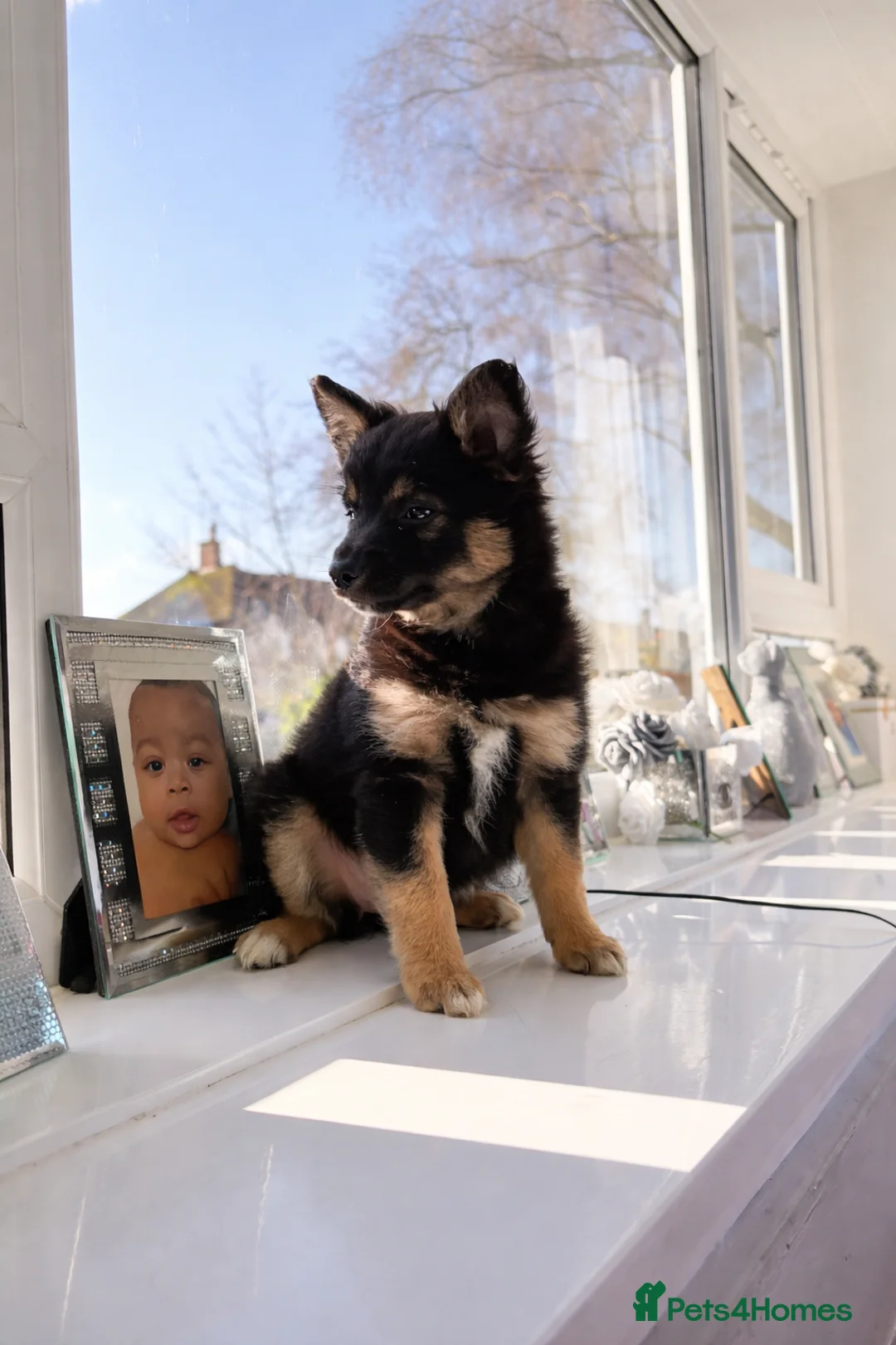 Mixed Breed dogs for sale: Italian volpino x deer head chihuahua puppies  - Advert 28