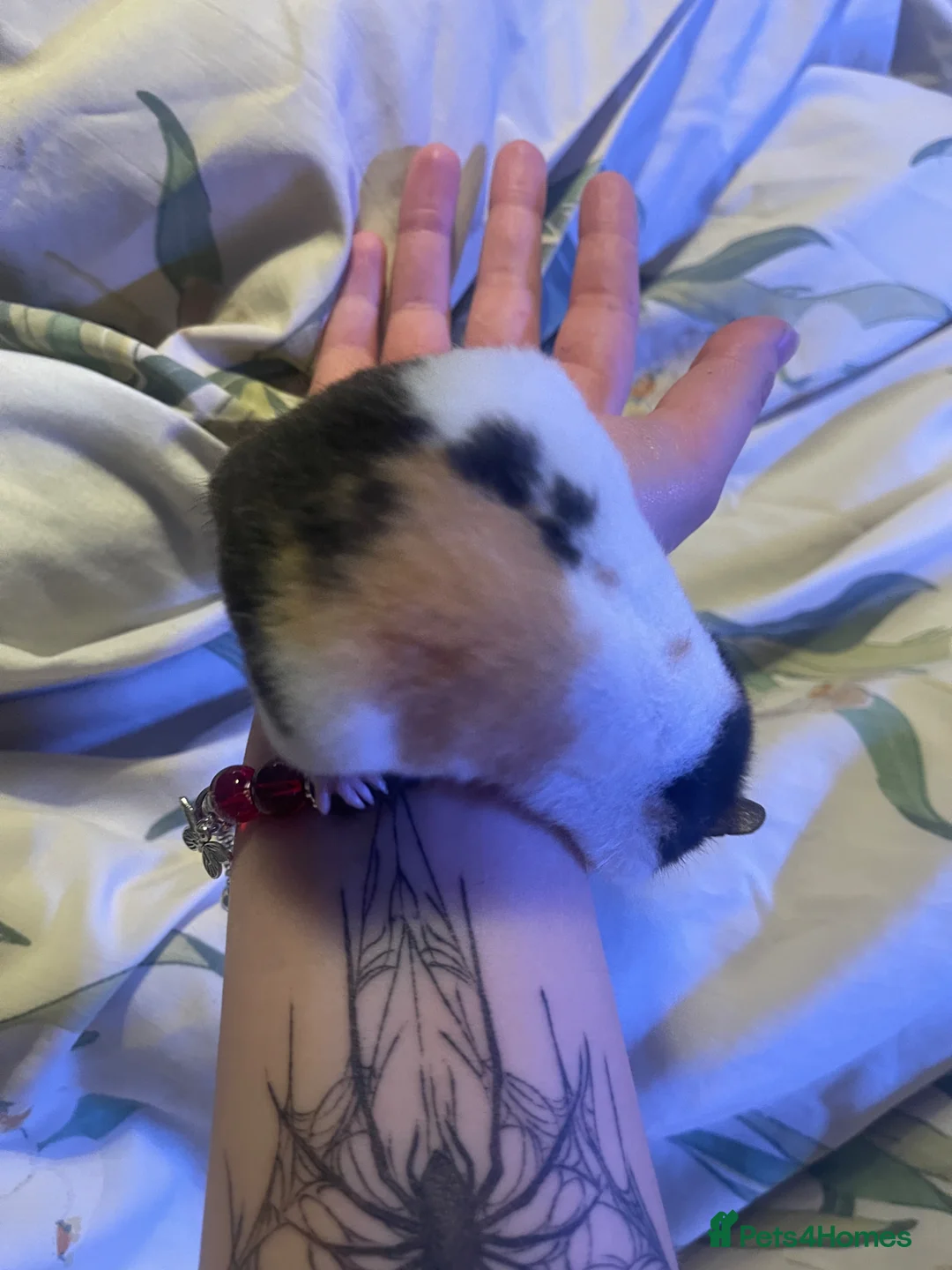 Hamster rodents for sale: Full hamster setup with hamster  - Advert 2