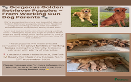 Golden Retriever dogs for sale: Gorgeous Working Type Golden Retriever Puppies  - Image 10
