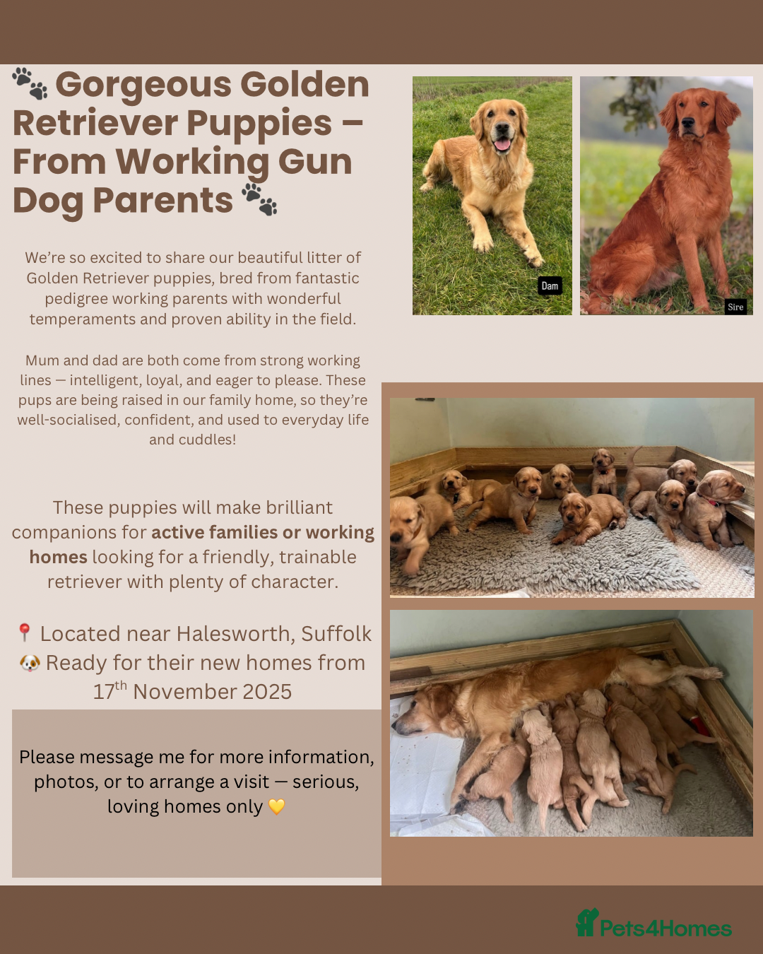 Golden Retriever dogs for sale: Gorgeous Working Type Golden Retriever Puppies  - Image 10