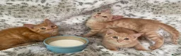 Mixed Breed cats for sale: Fluffy cream ginger girls  mixed with BSH kittens  - Advert 13