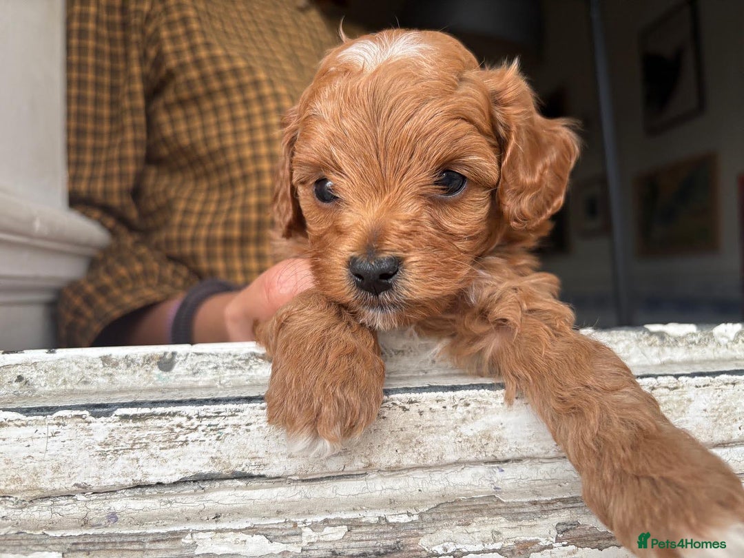 Cockapoo dogs for sale: Very unique Asian Toy Cockerpoos - Image 27