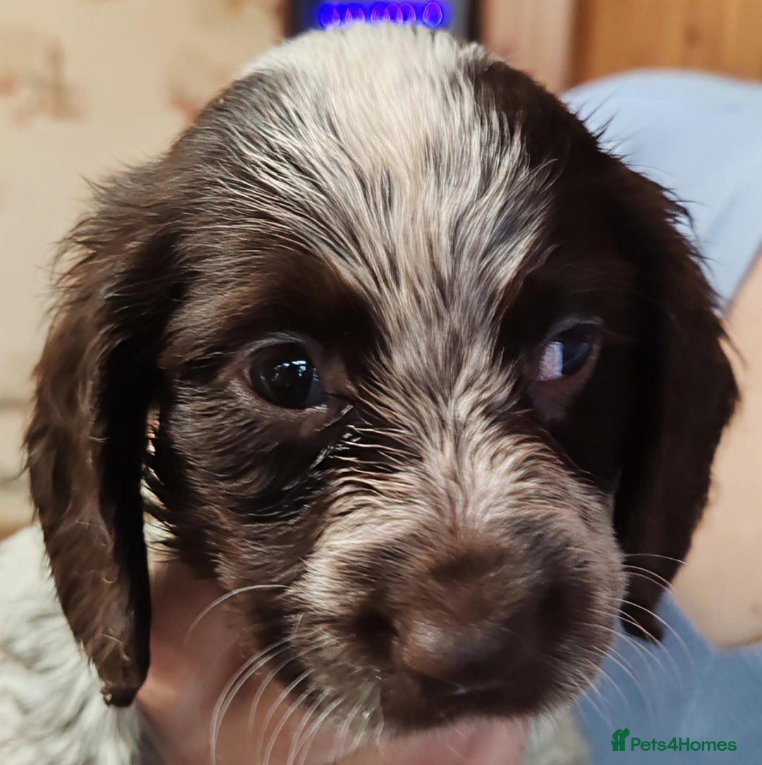 Sprocker dogs for sale: Gorgeous Sprocker Spaniel puppies. - Image 3