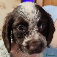 Sprocker dogs Gorgeous Sprocker Spaniel puppies. - Advert 7