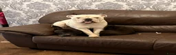English Bulldog dogs for sale: Reluctant sale following husbands death. - Advert 4