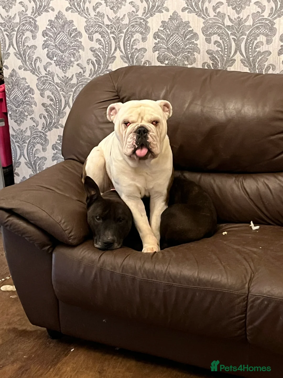 English Bulldog dogs for sale: Reluctant sale following husbands death. - Advert 4