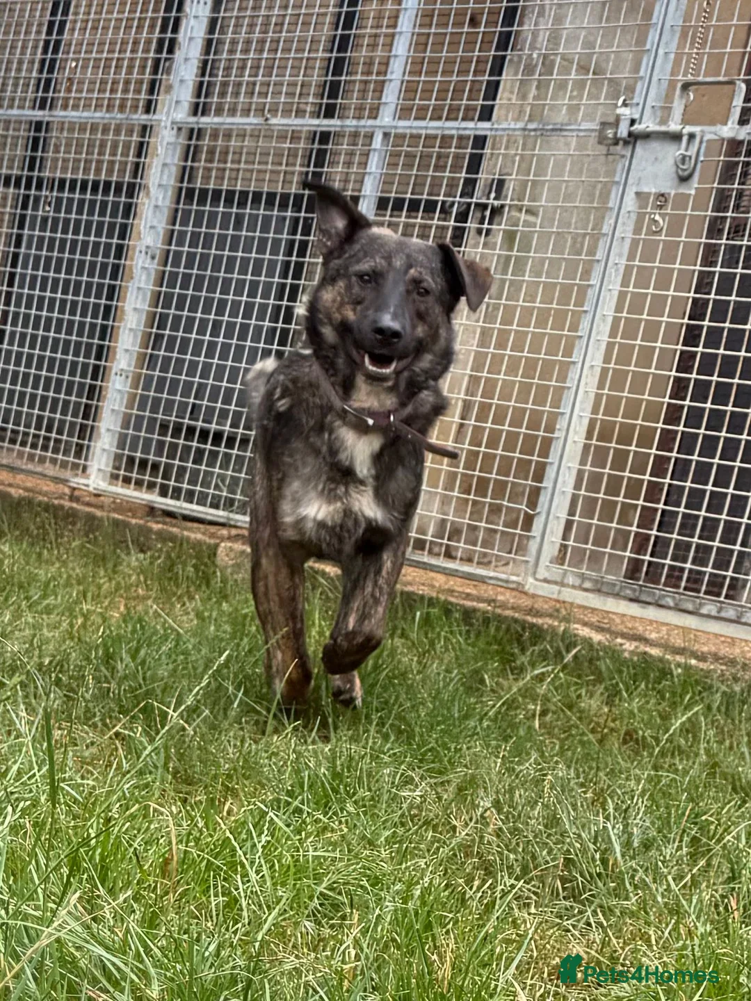 Mixed Breed dogs for adoption: Meet brilliant Bertie!!!  - Advert 3