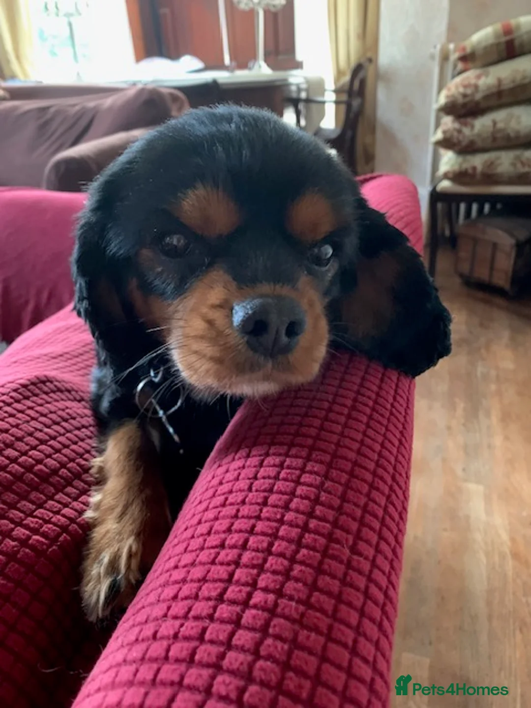 Cavalier King Charles Spaniel dogs for sale: KC reg female Black / Tan king Charles Cavalier - Advert 7