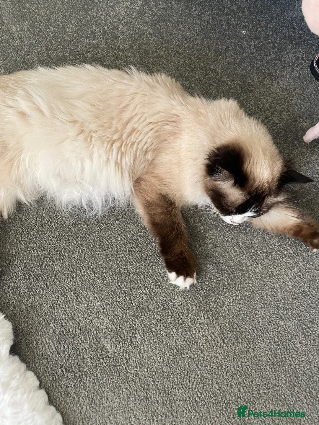 Ragdoll cats for sale: Rag doll X Kittens  in Chesterfield - Advert 1