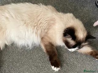 Ragdoll cats Rag doll X Kittens - Advert 3