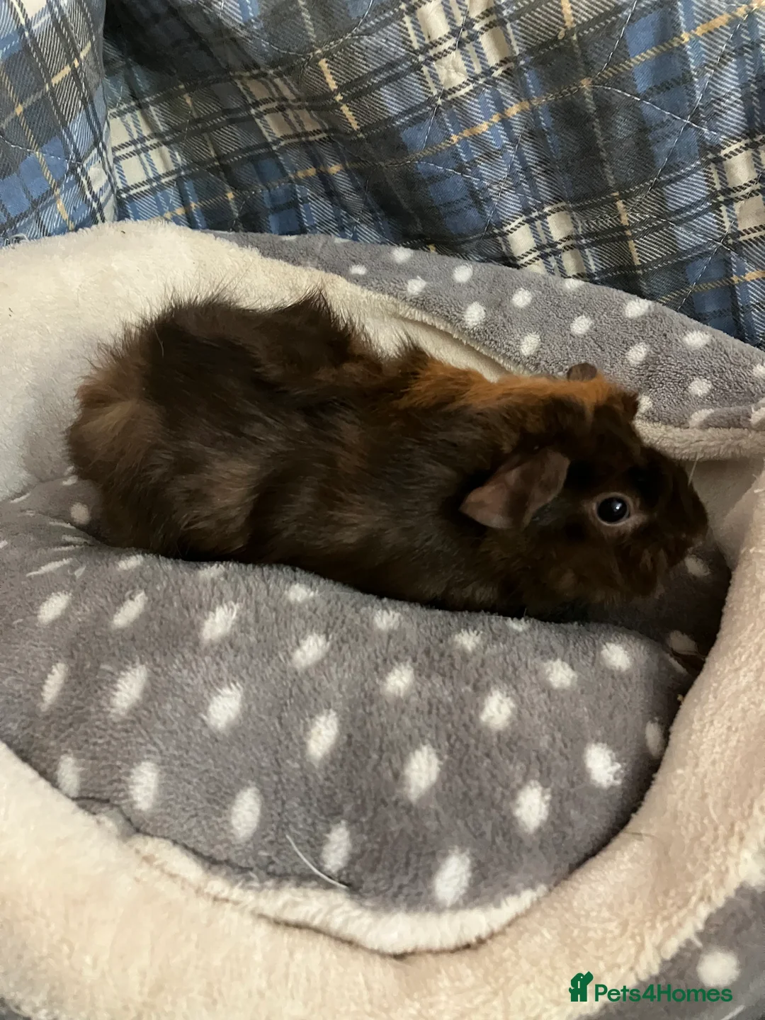 Guinea Pig rodents for sale: Lots of lovely baby boys  - Advert 17