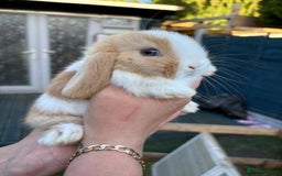 Mini Lop rabbits for sale: Pure bred mini lop - Image 4