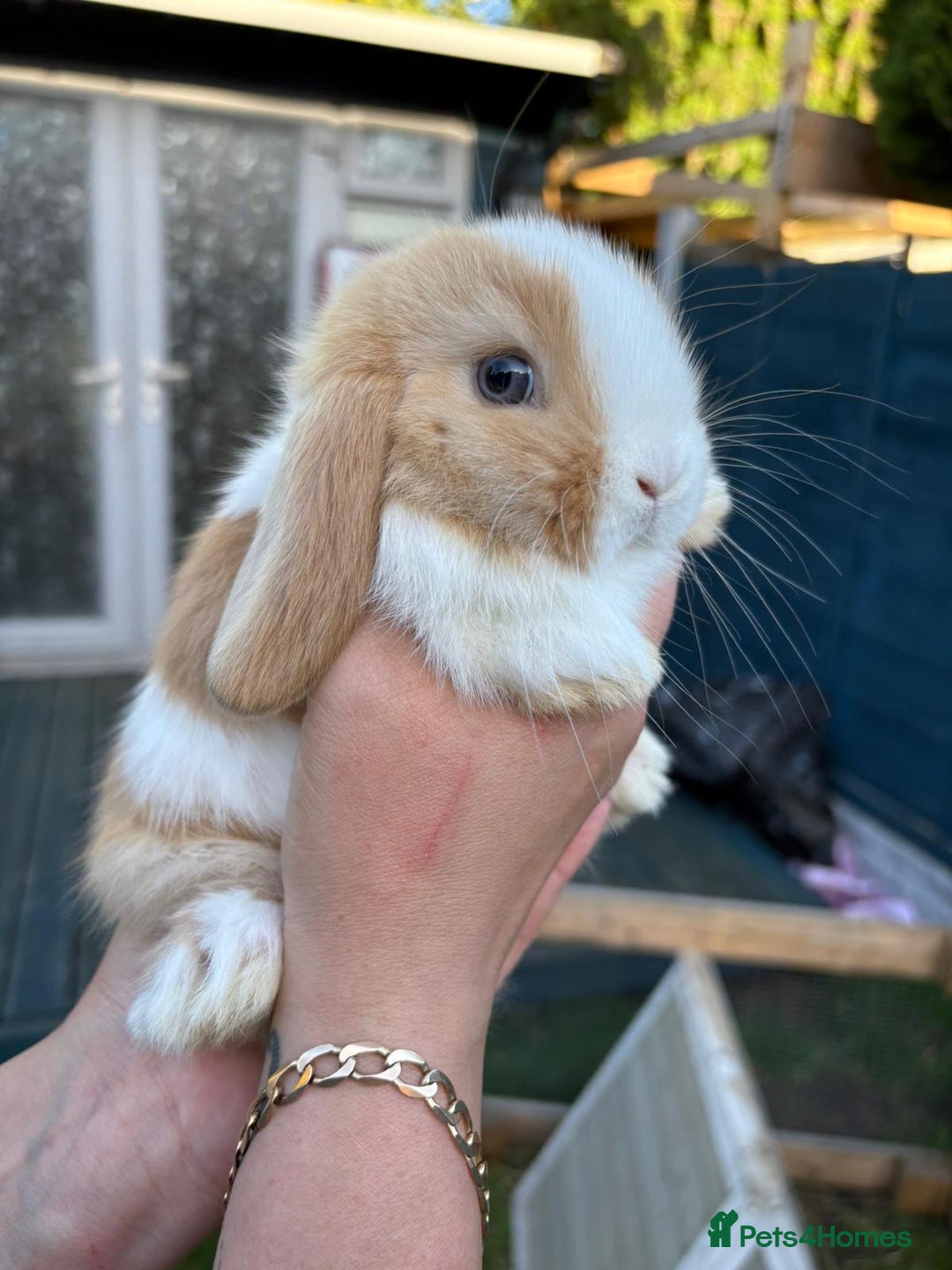 Mini Lop rabbits for sale: Pure bred mini lop - Image 4