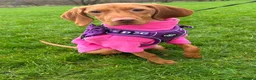 Hungarian Vizsla dogs for sale: 18 month old Hungarian viszla for sale  in Leeds - Advert 5