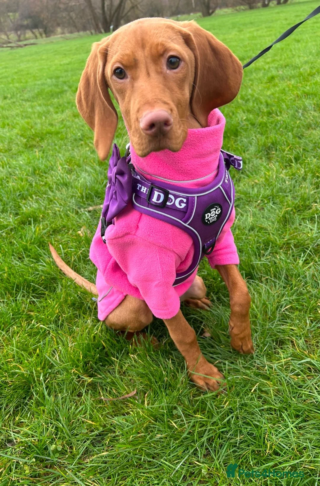 Hungarian Vizsla dogs for sale: 18 month old Hungarian viszla for sale  in Leeds - Advert 5