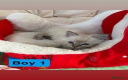 Ragdoll cats for sale: Stunning litter of ragdoll kittens  - Advert 8