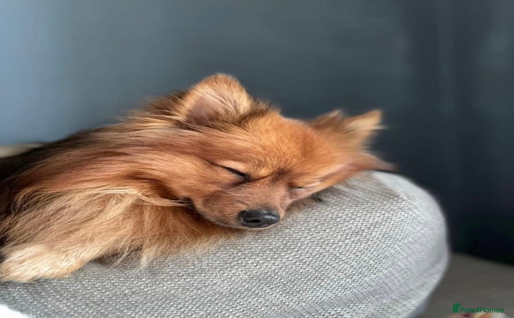 Pomeranian dogs - Advert 2
