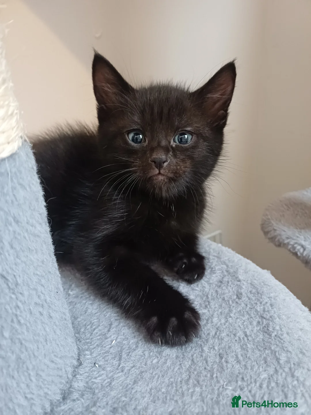 Mixed Breed cats for sale: Lovely kittens  - Advert 6