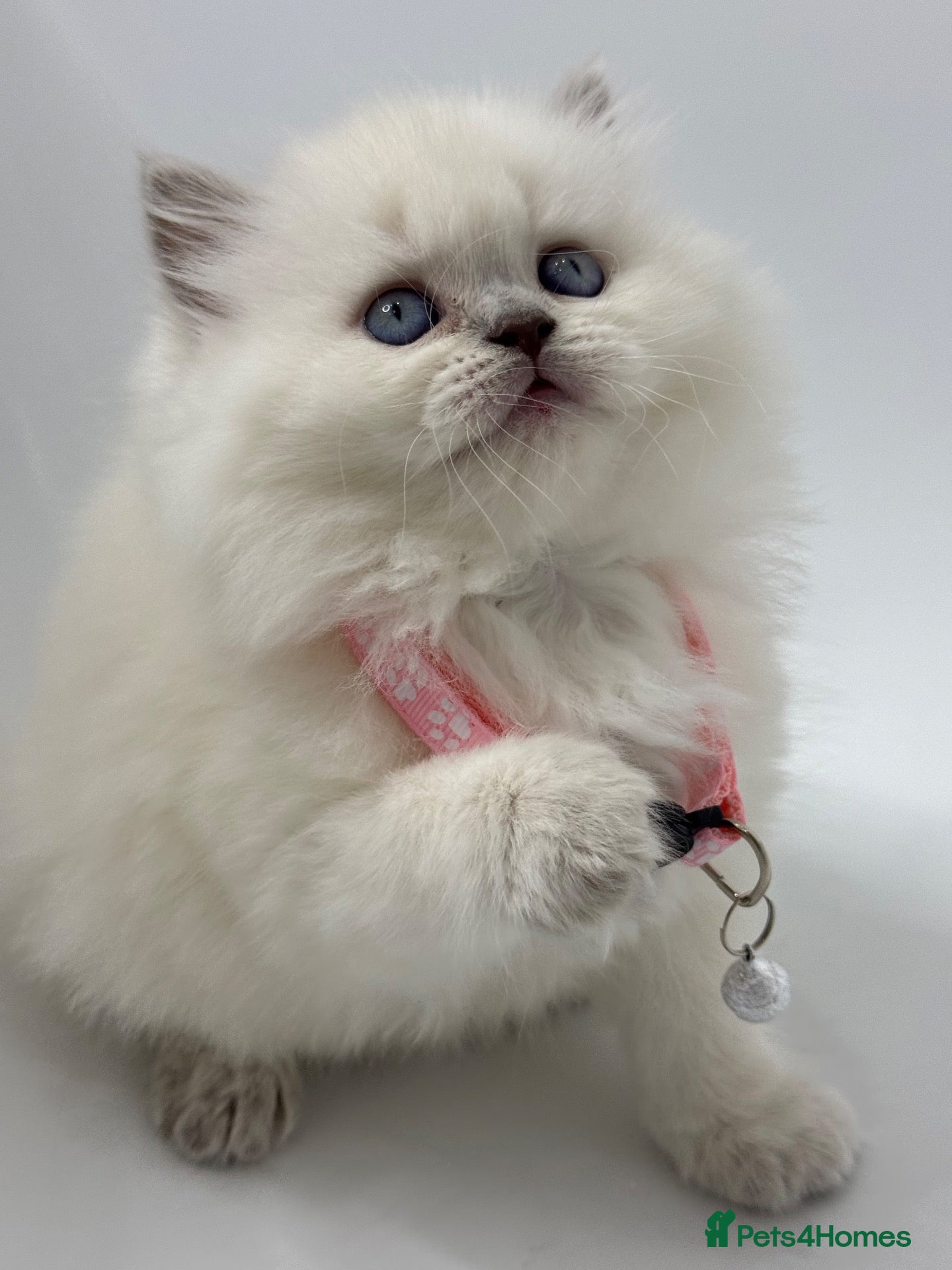 British Shorthair cats for sale: 5 Stunning Bsh Kittens  - Advert 2