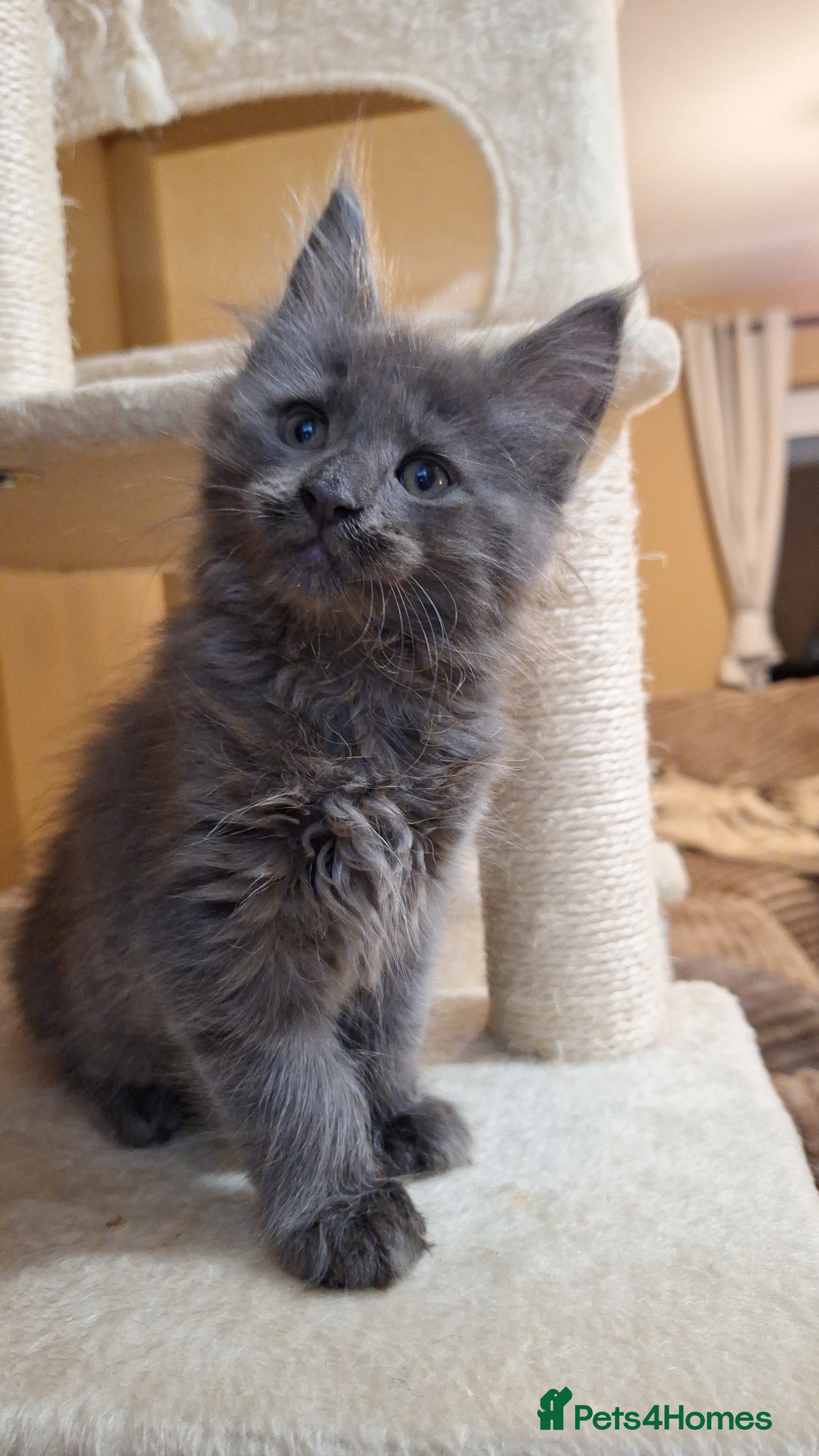 Maine Coon cats for sale: maine coons 1 blue left ready to leave Saturday  - Advert 16